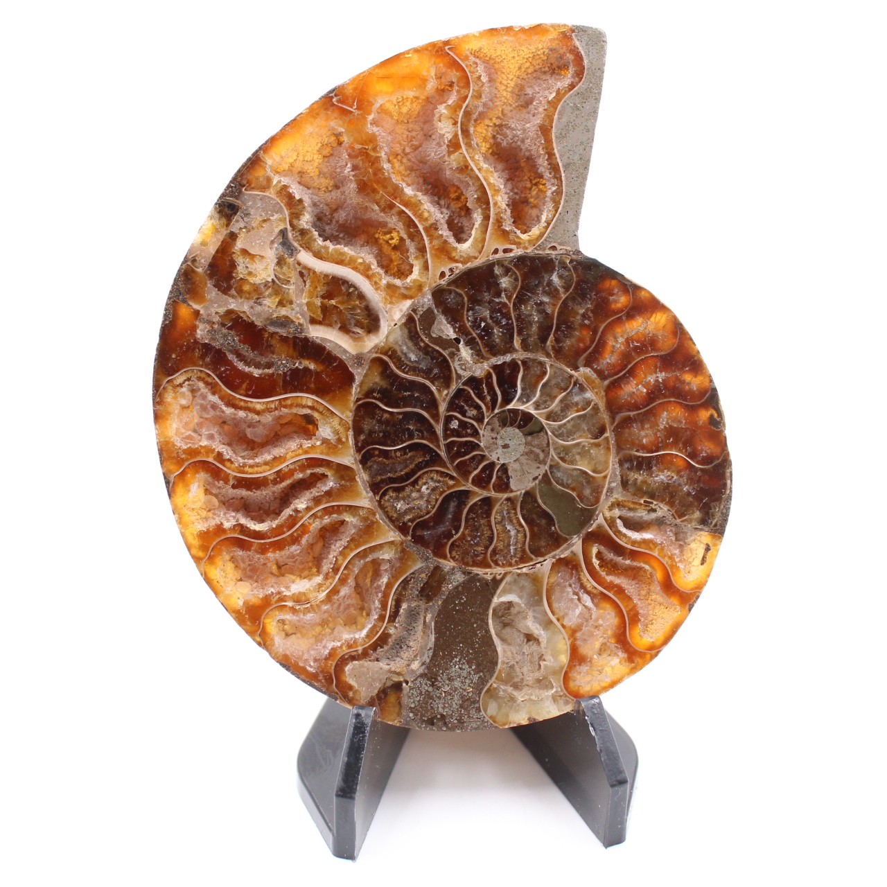 Fossile di ammonite lucido