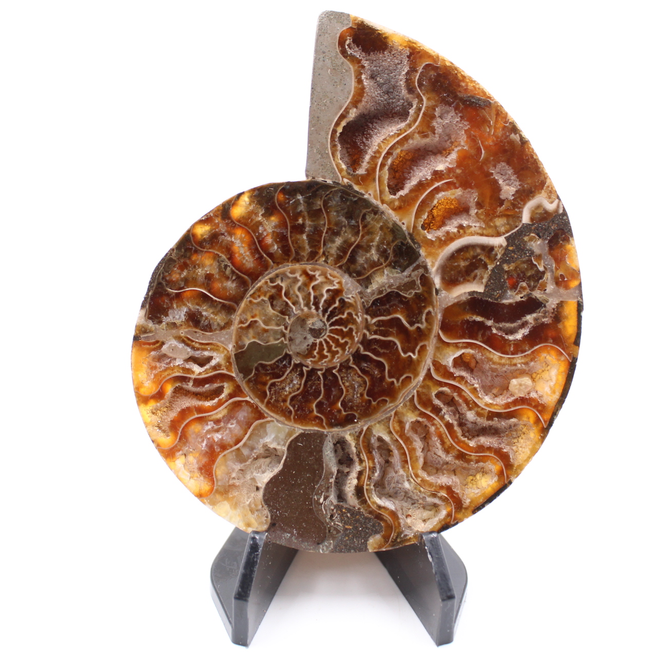 Fossile di ammonite lucido