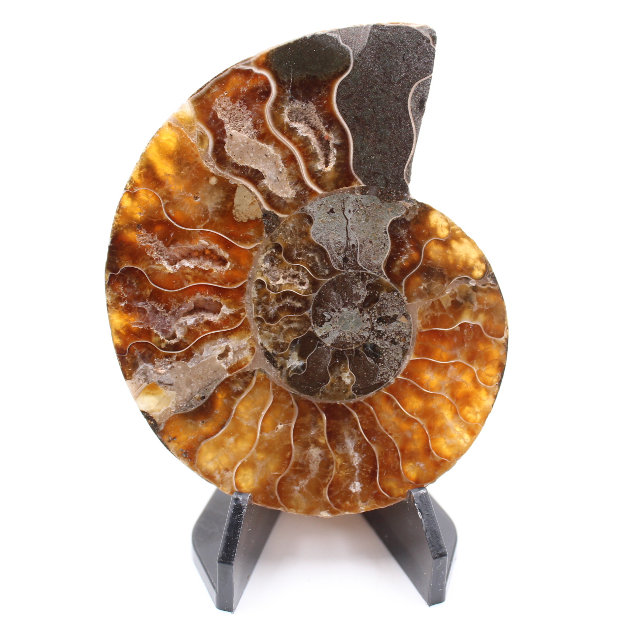 Fossile di ammonite lucido