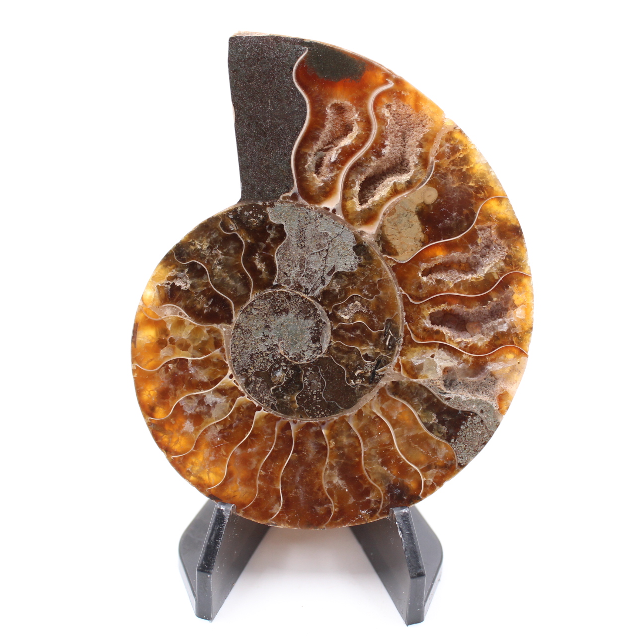 Fossile di ammonite lucido