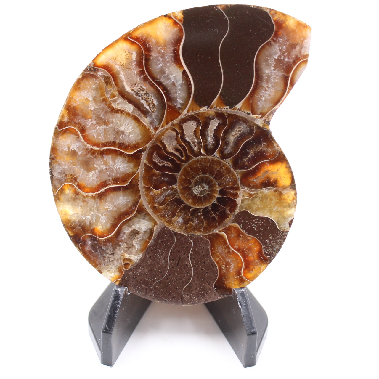 Fossile di ammonite lucido
