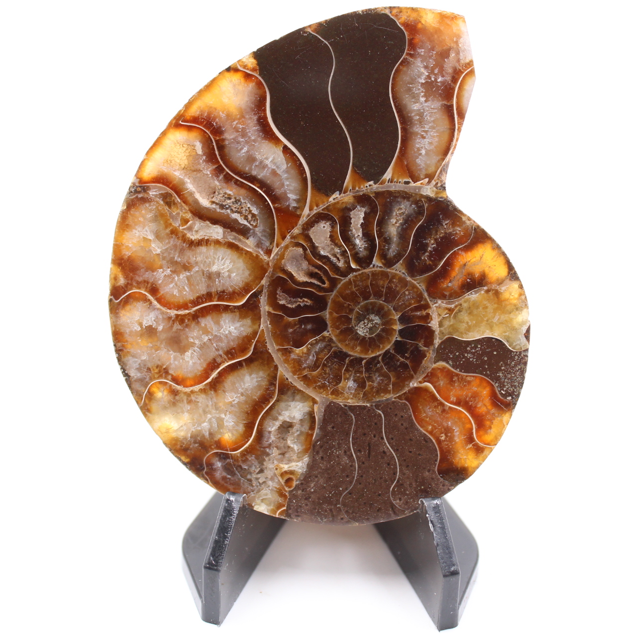 Fossile di ammonite lucido