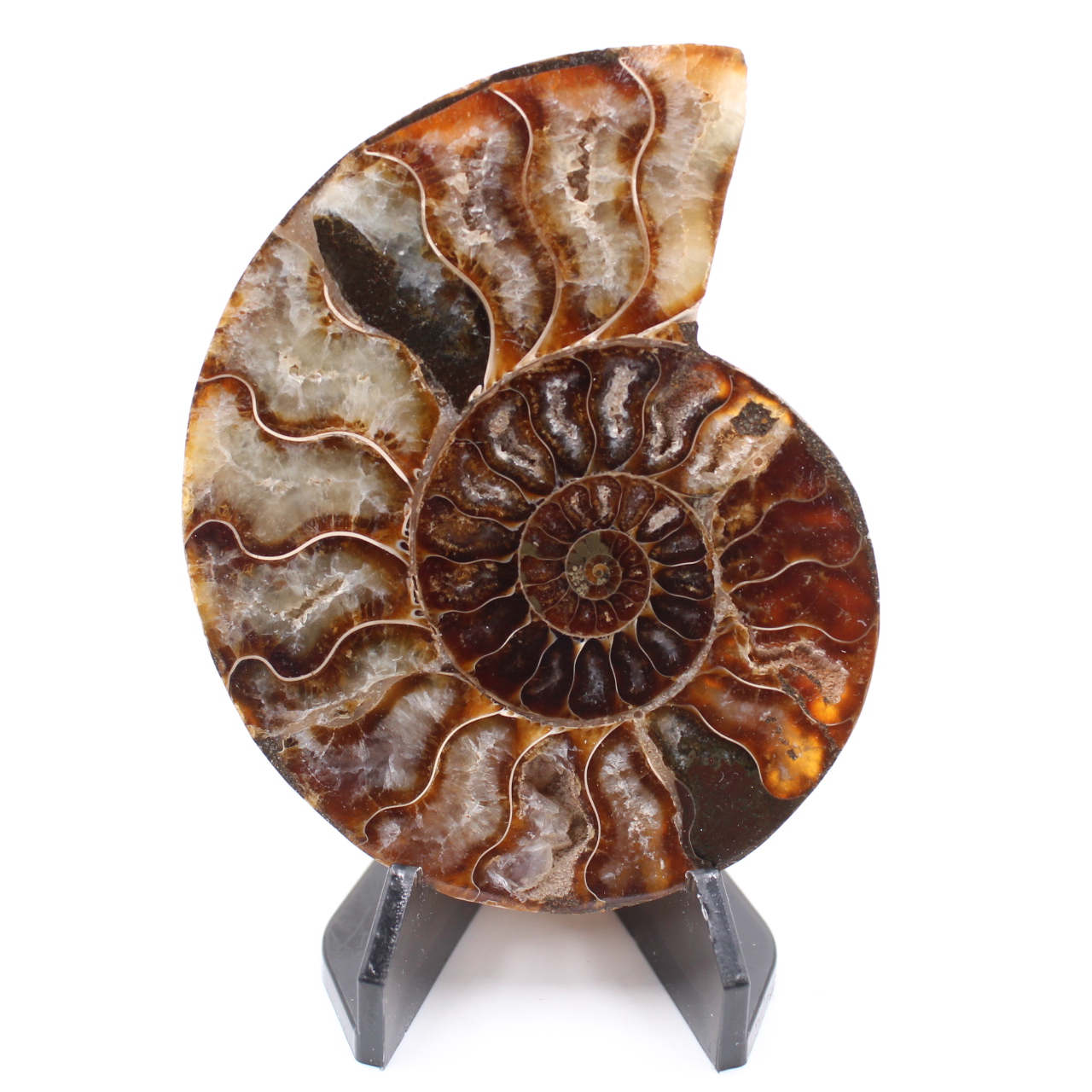 Fossile di ammonite lucido