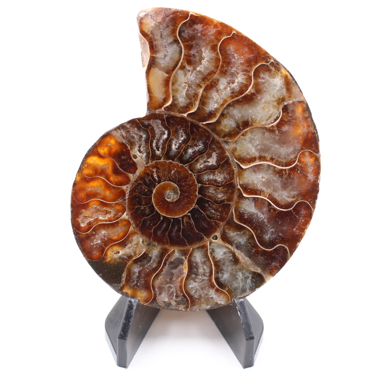 Fossile di ammonite lucido