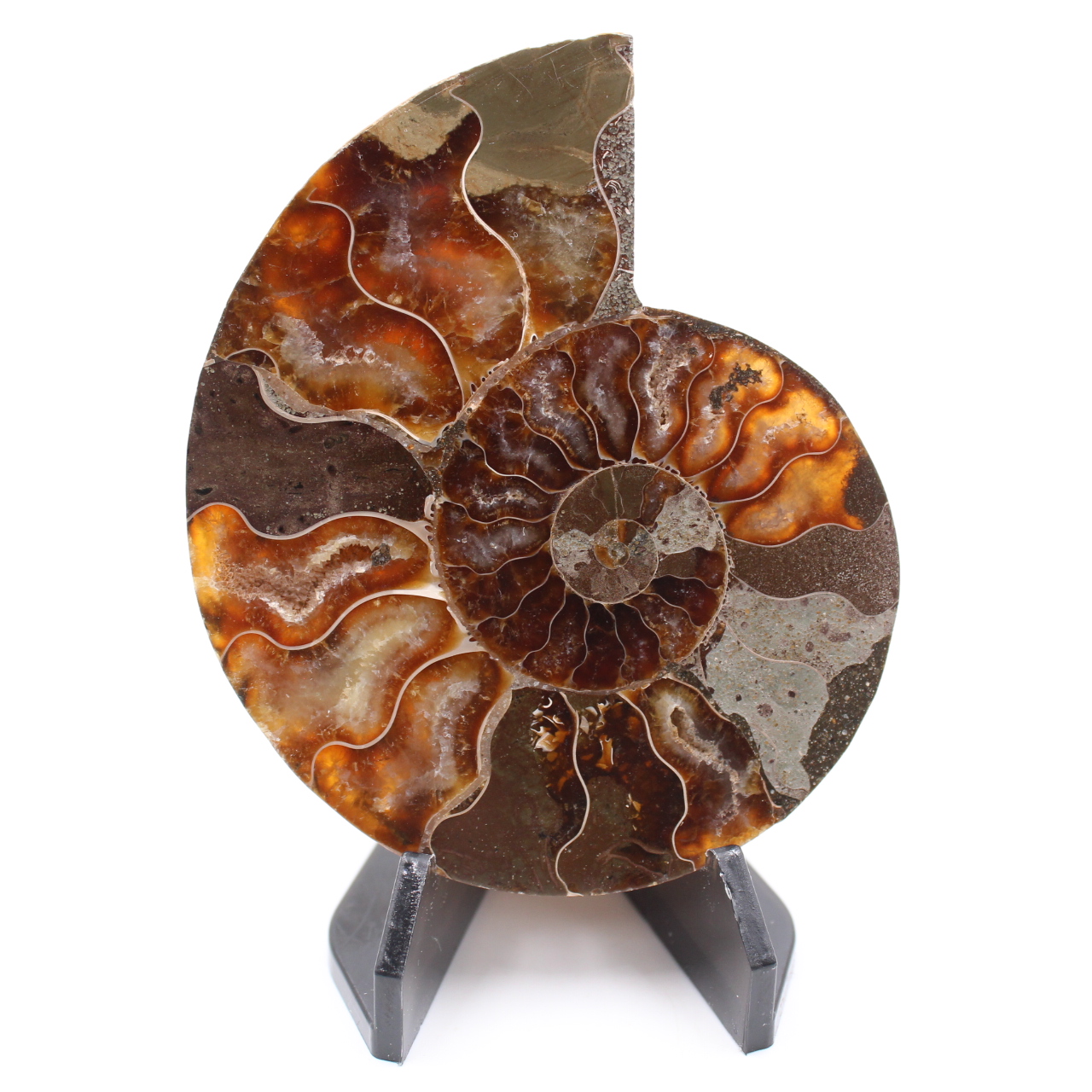 Fossile di ammonite lucido