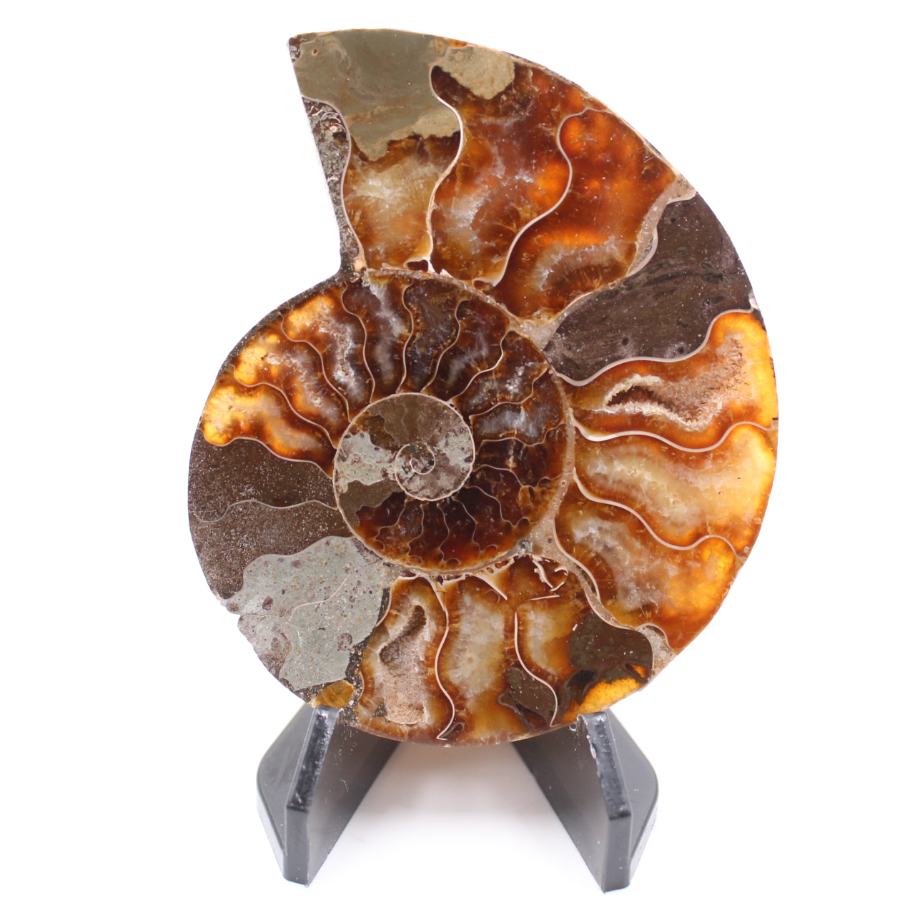 Fossile di ammonite lucido