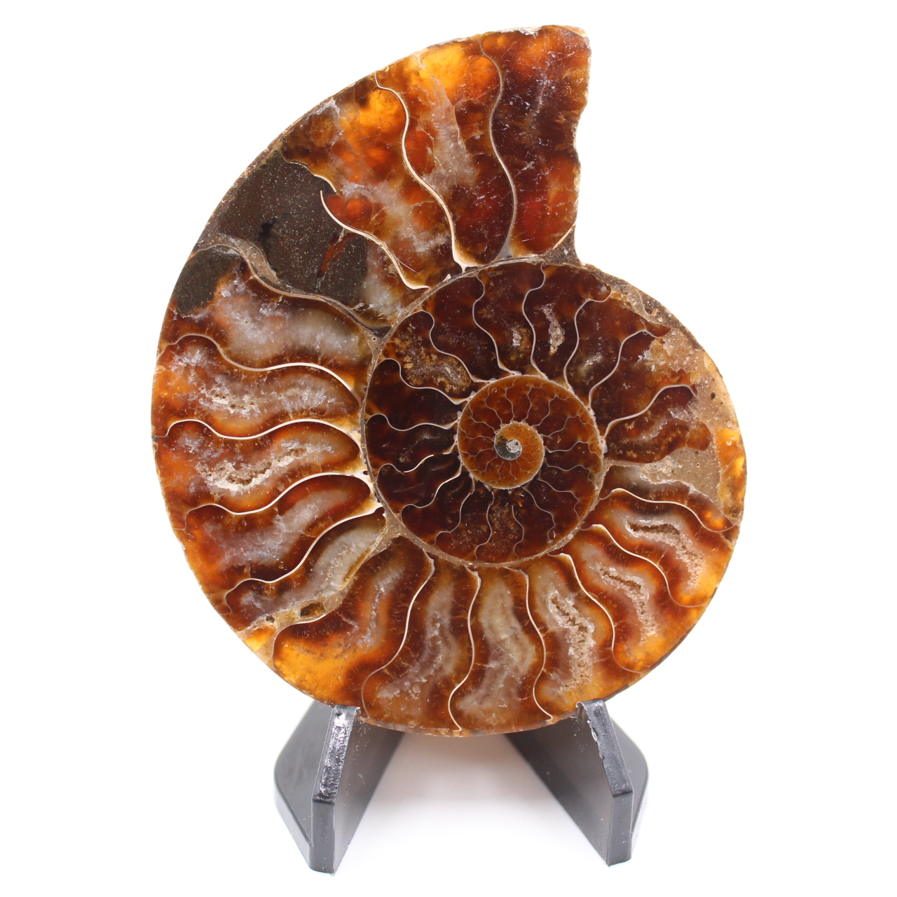 Fossile di ammonite lucido