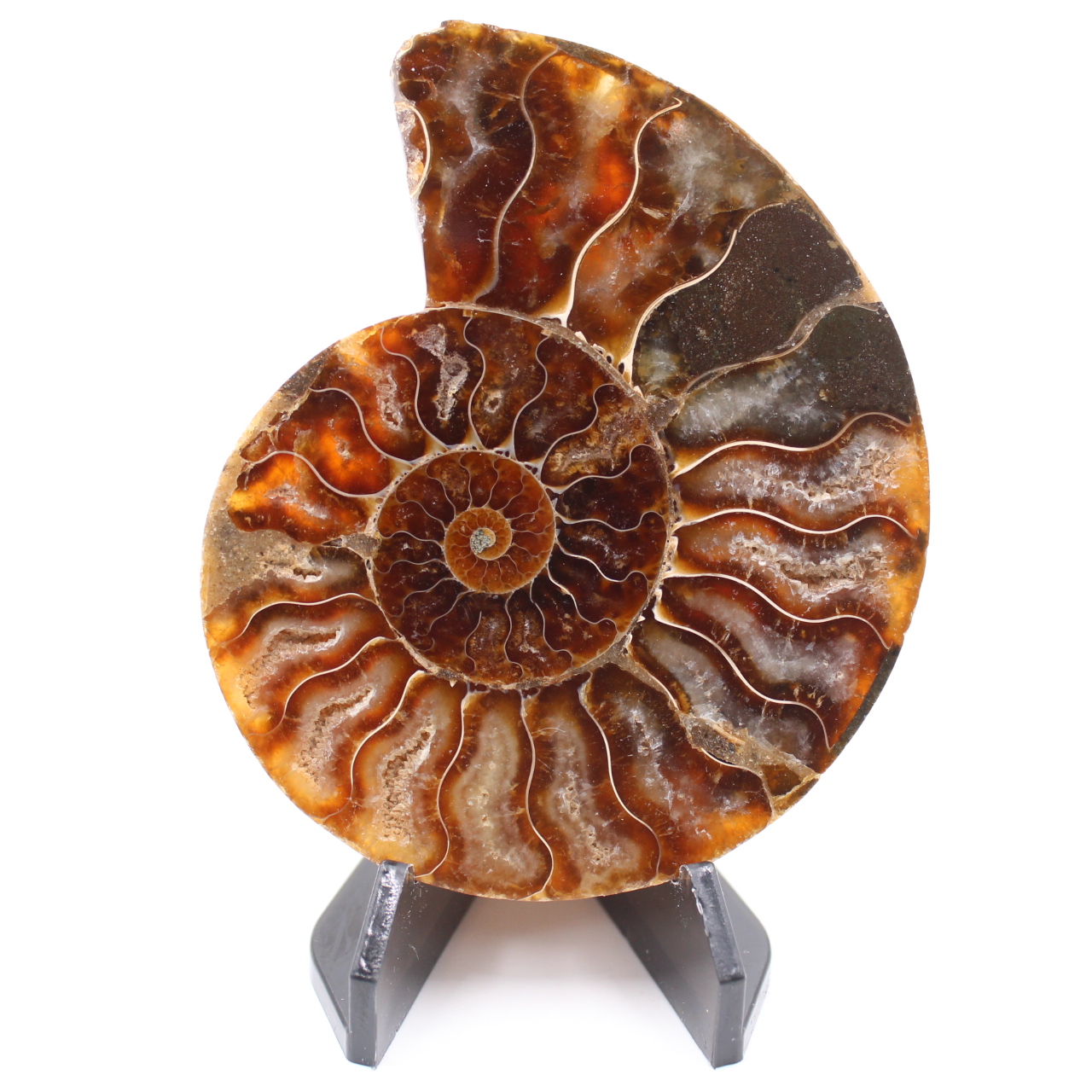 Fossile di ammonite lucido