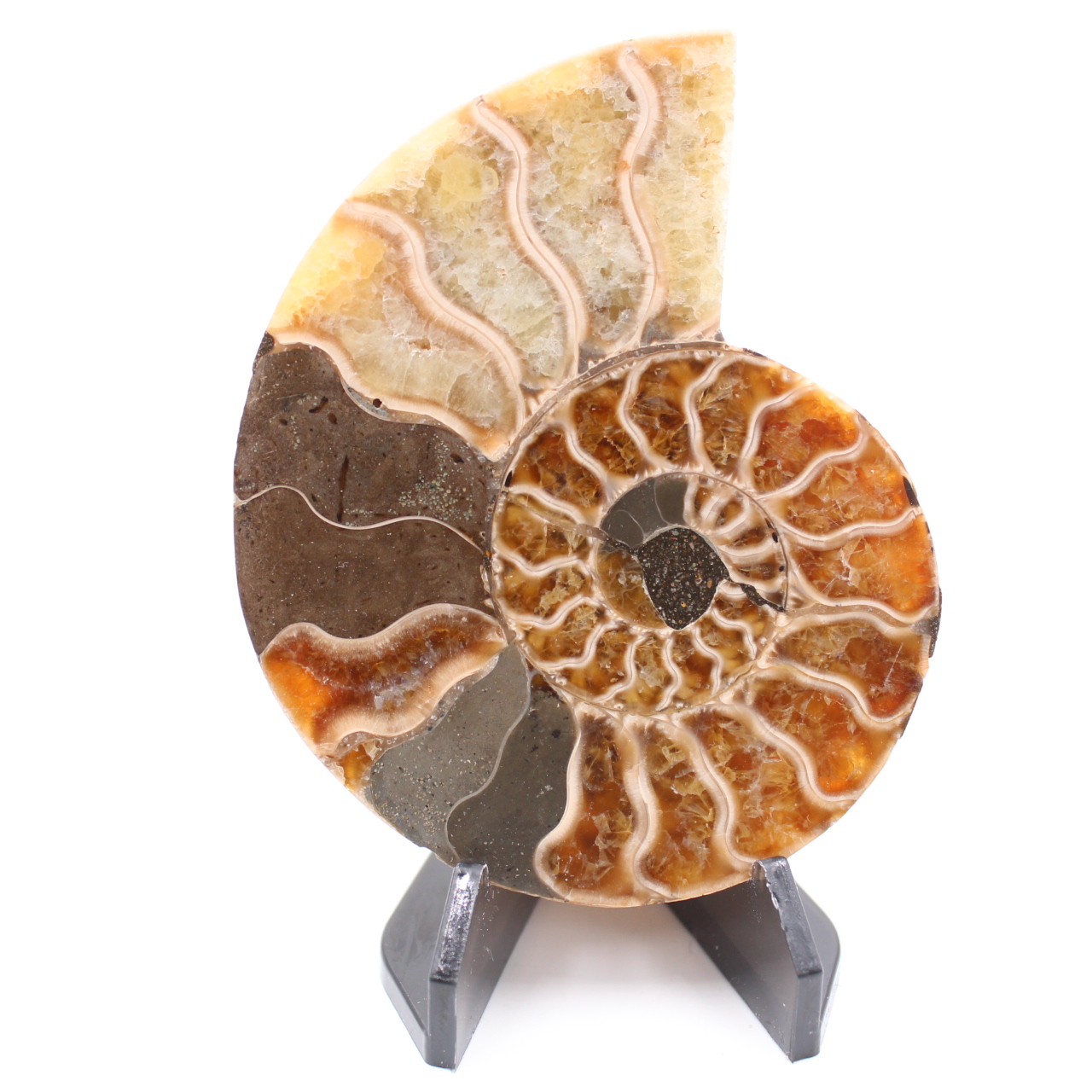 Fossile di ammonite lucido
