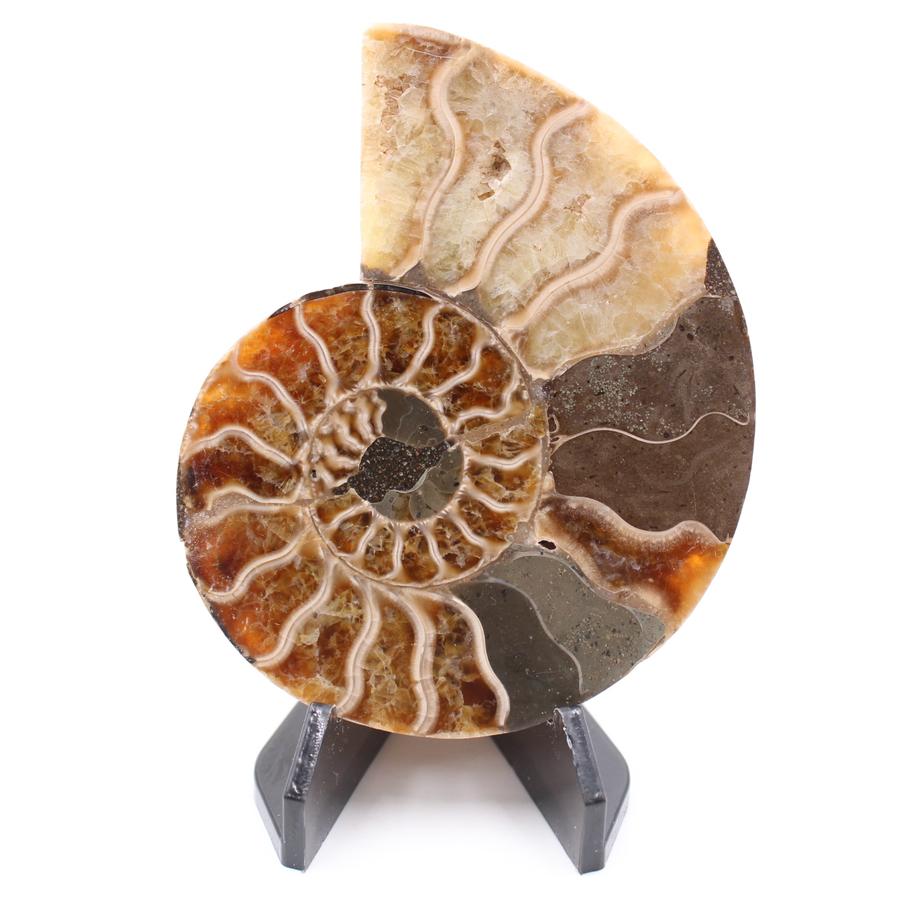 Fossile di ammonite lucido
