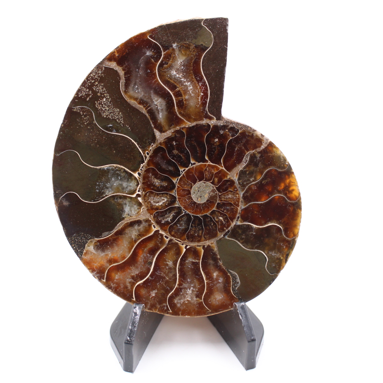 Fossile di ammonite lucido