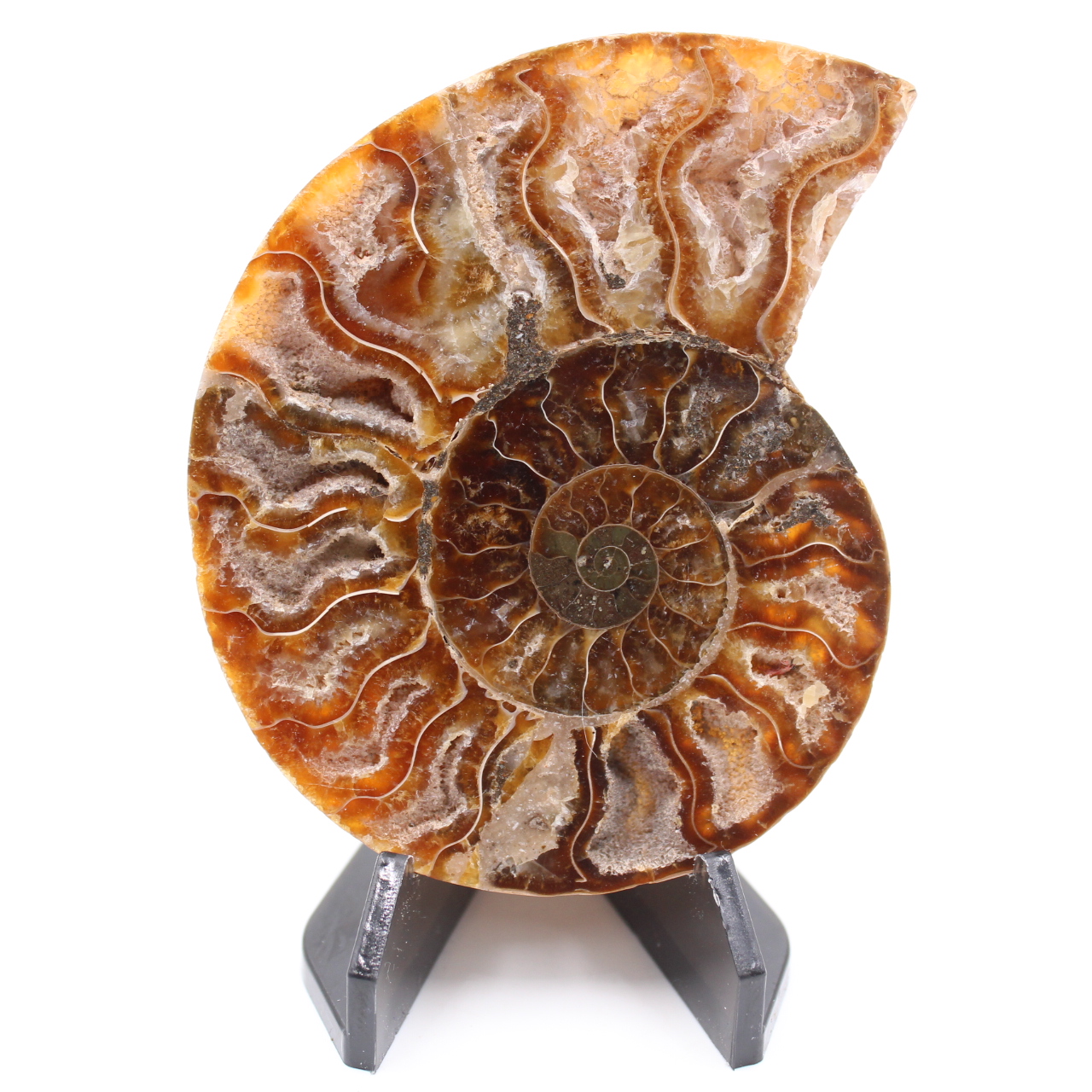 Fossile di ammonite lucido