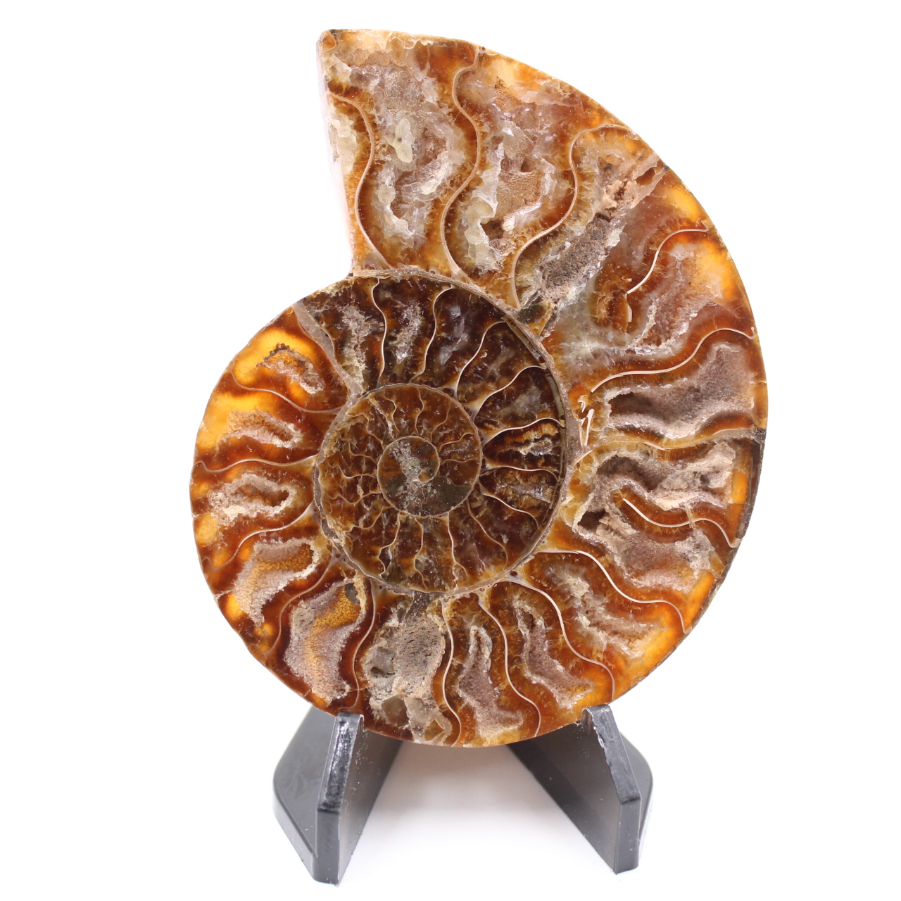 Fossile di ammonite lucido