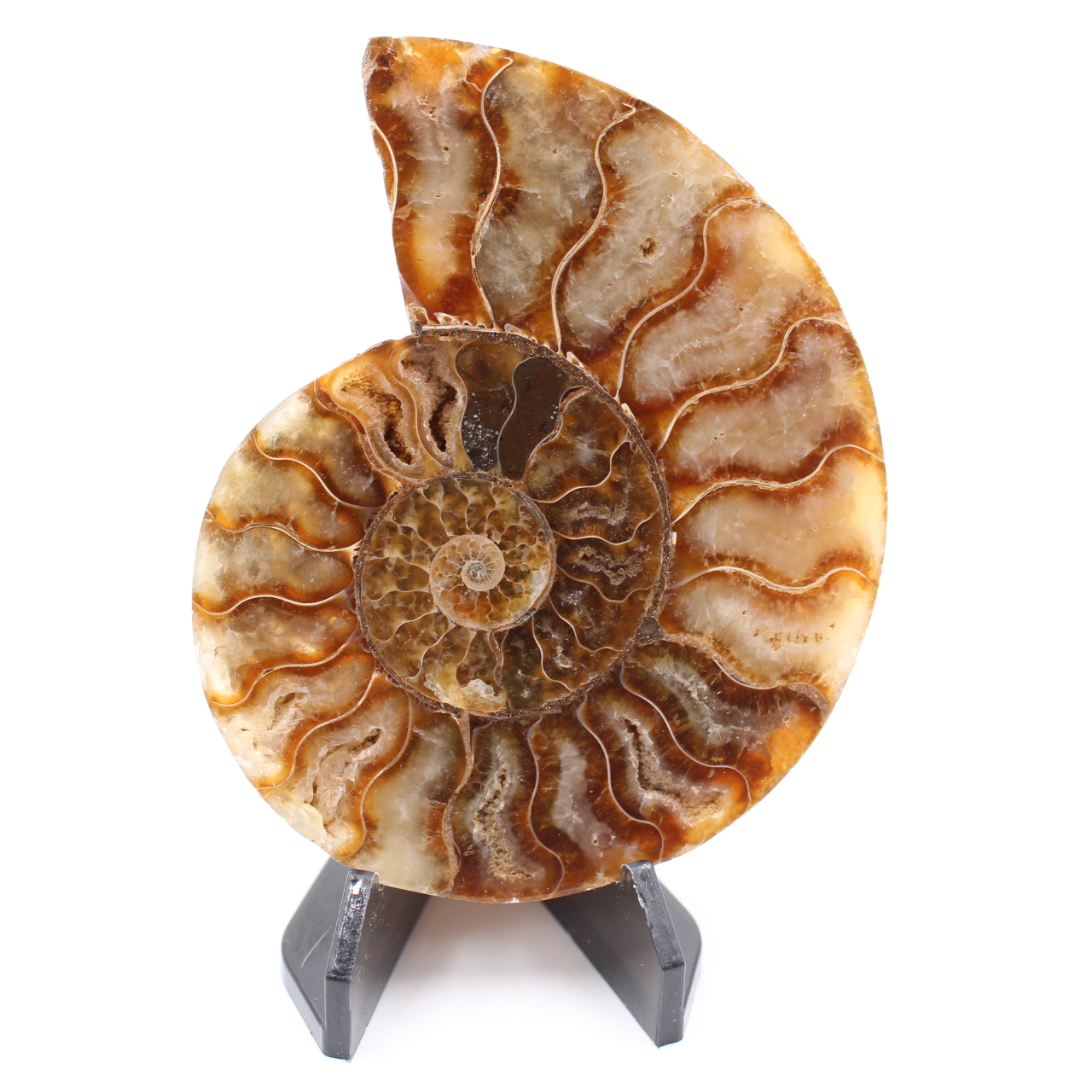 Fossile di ammonite lucido