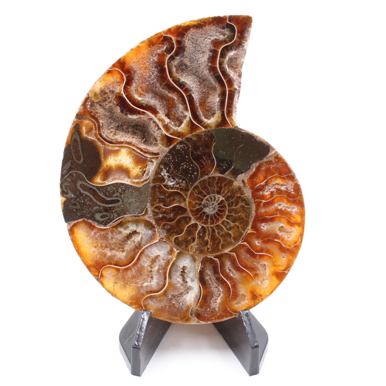 Fossile di ammonite lucido