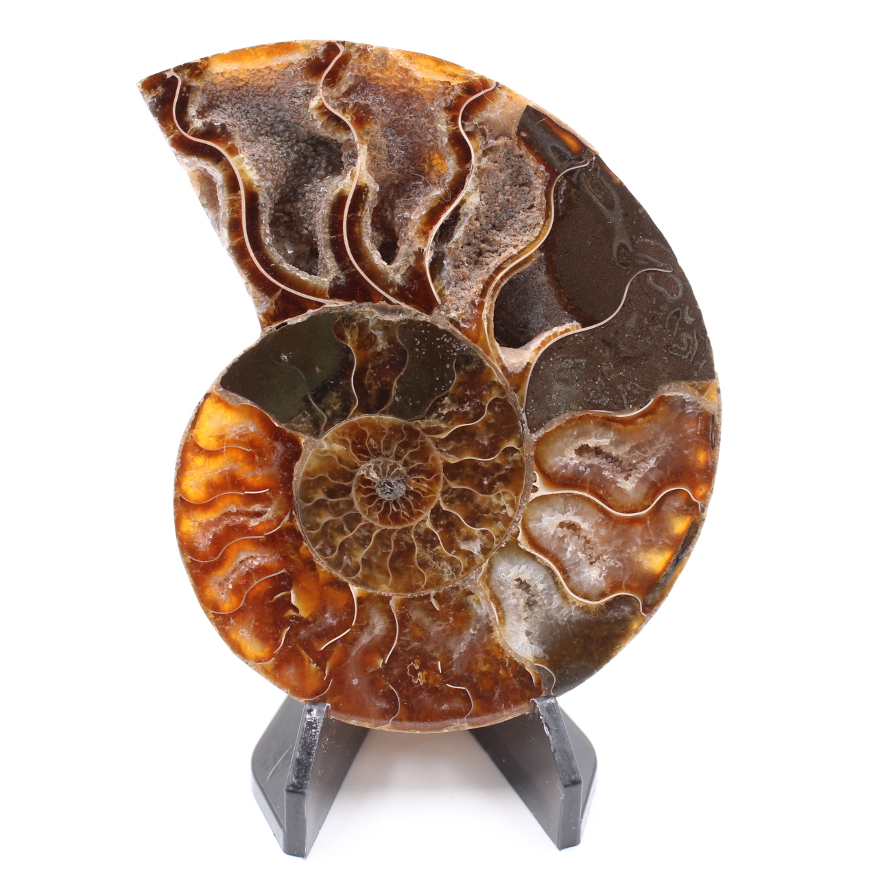 Fossile di ammonite lucido