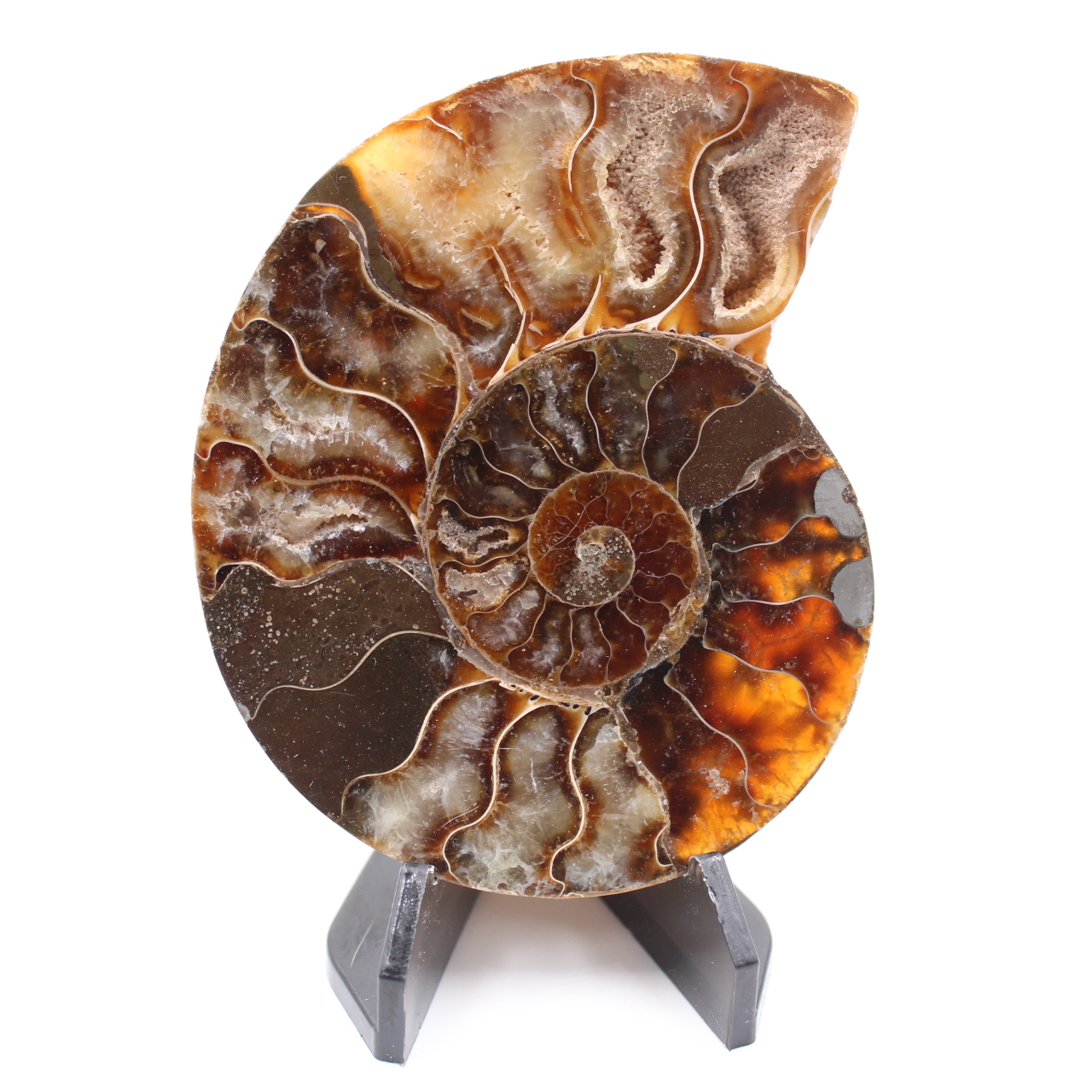 Fossile di ammonite lucido