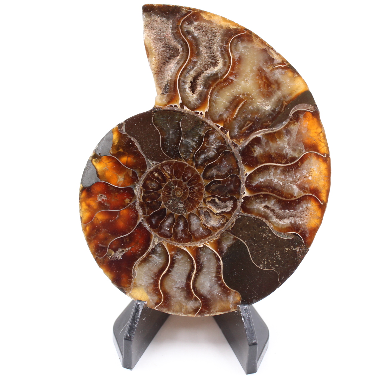 Fossile di ammonite lucido