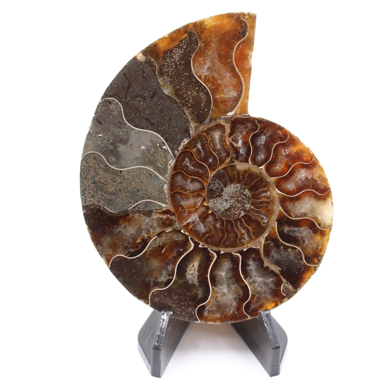 Fossile di ammonite lucido