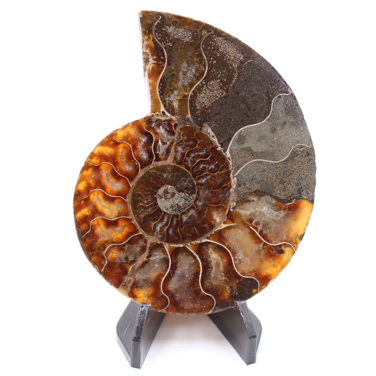 Fossile di ammonite lucido
