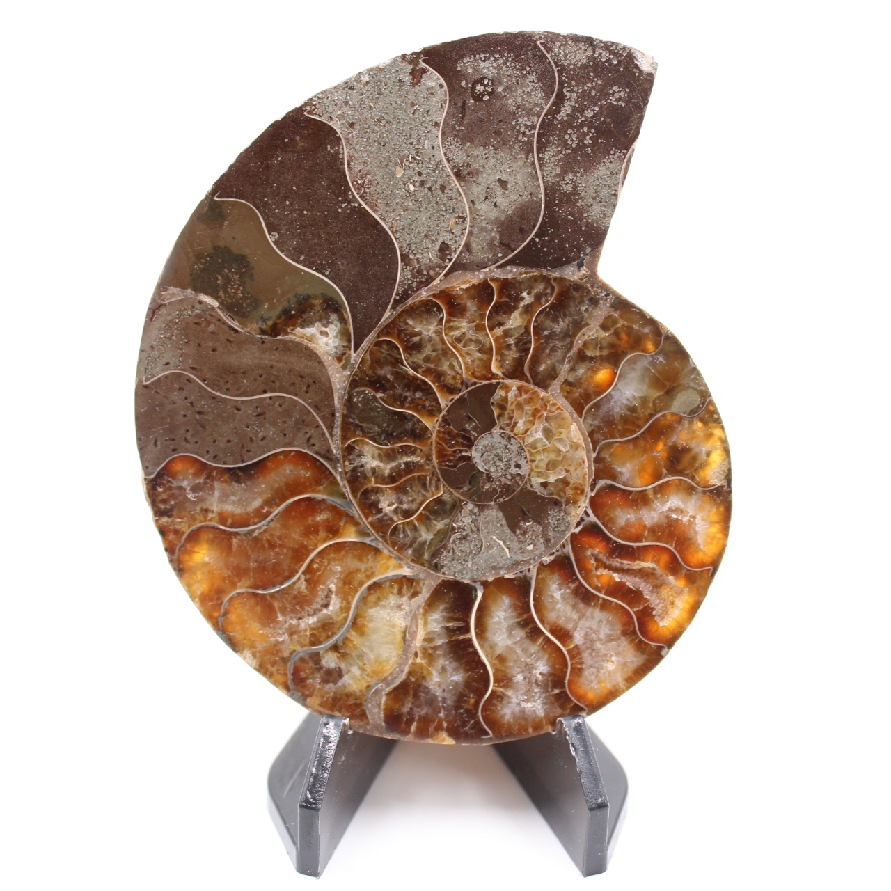 Fossile di ammonite lucido