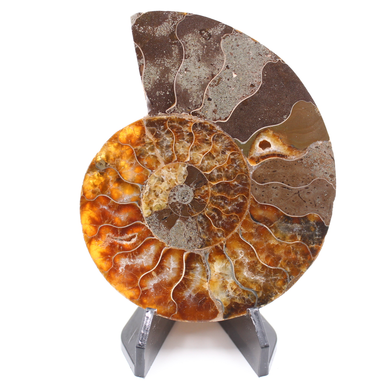 Fossile di ammonite lucido