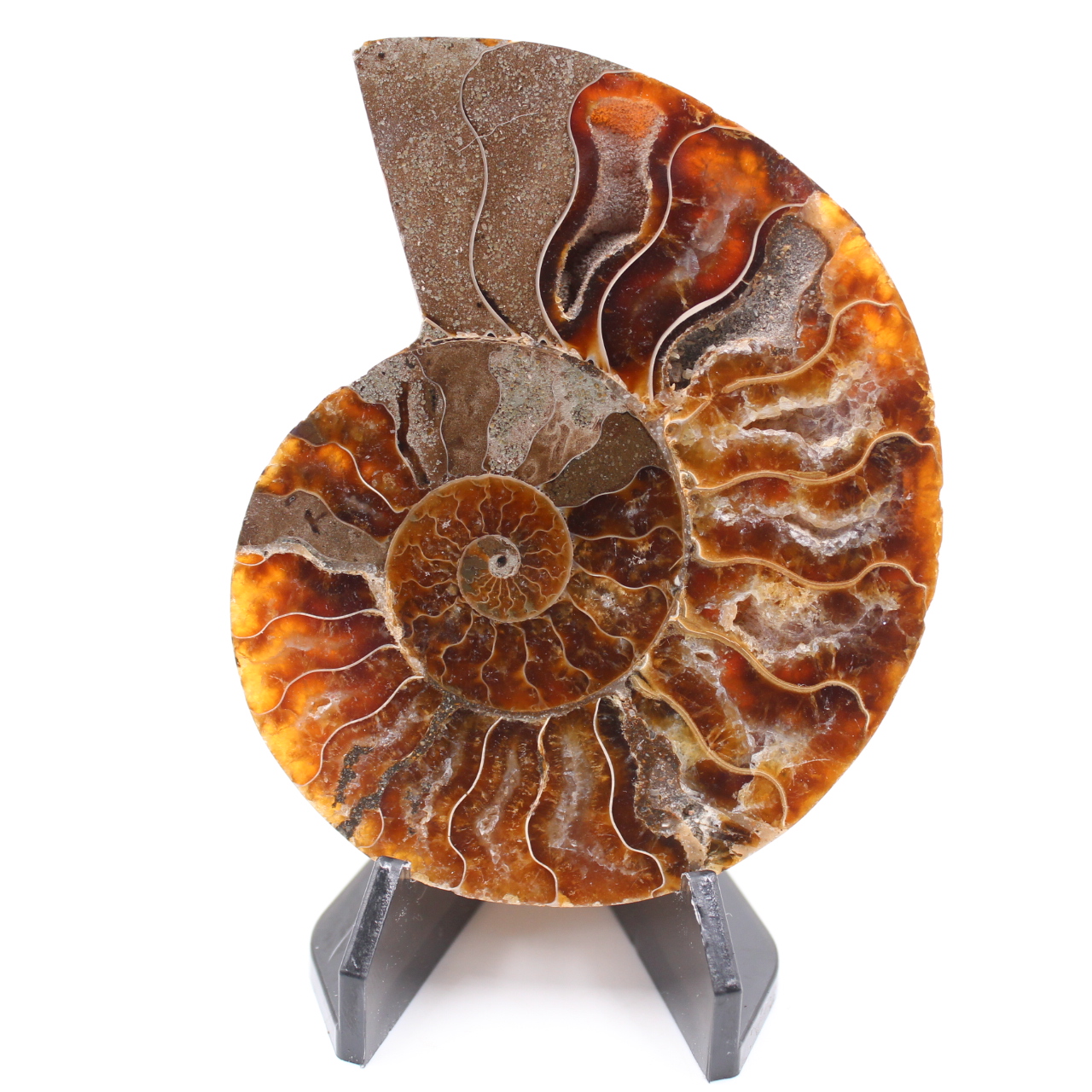 Fossile di ammonite lucido
