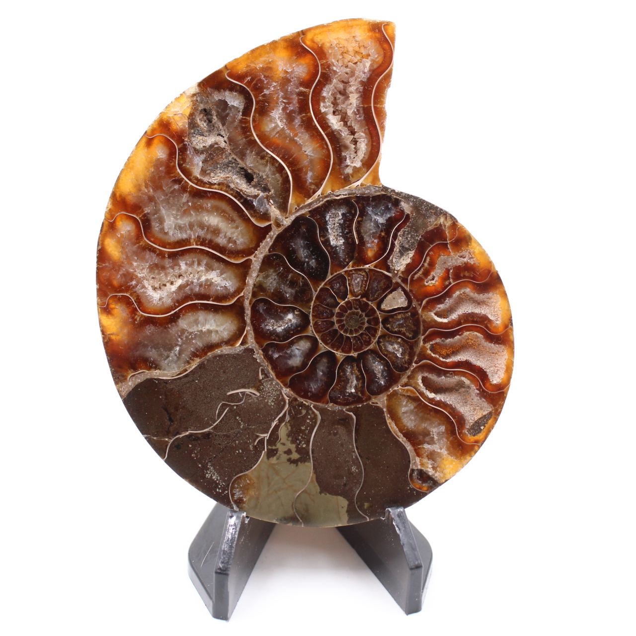 Fossile di ammonite lucido