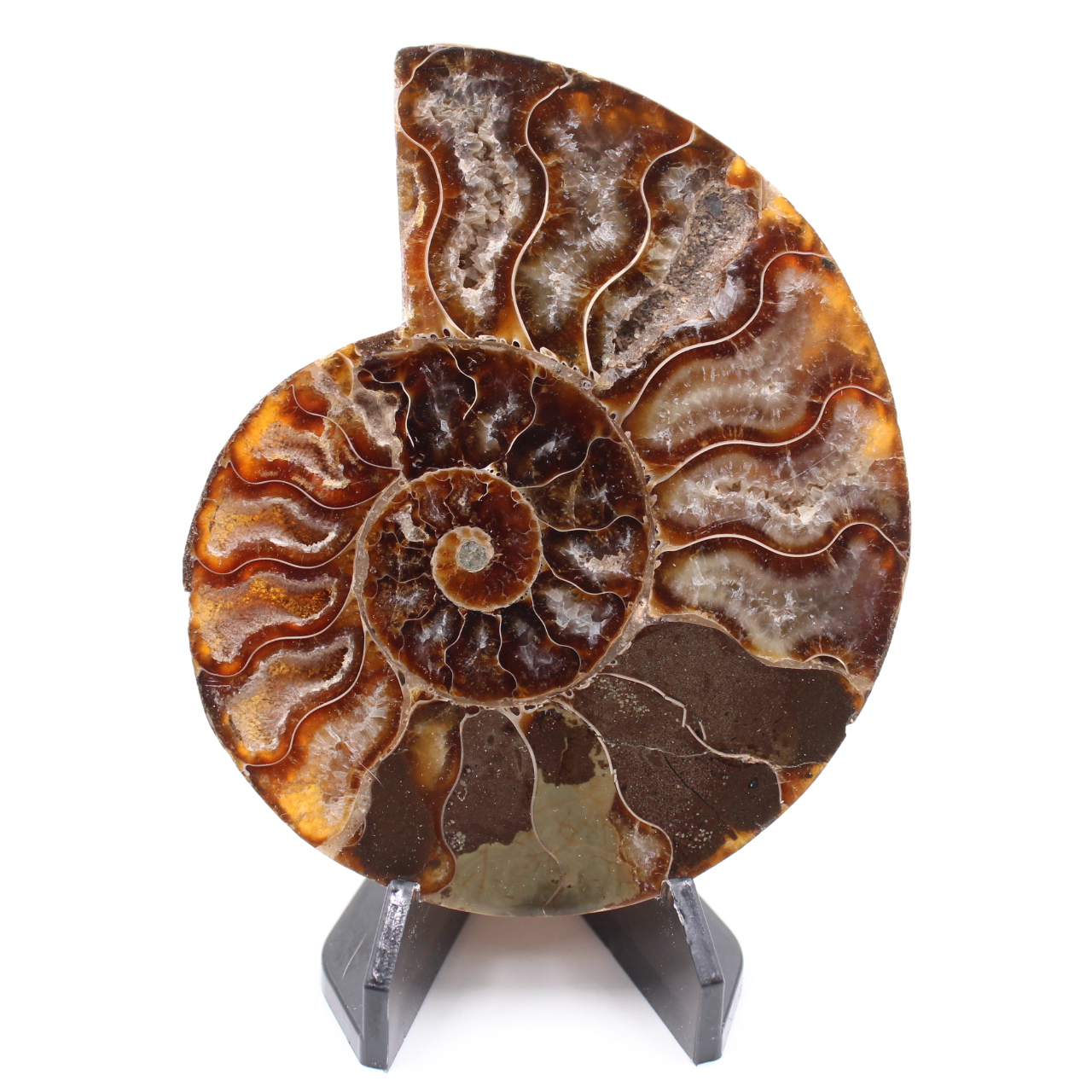Fossile di ammonite lucido