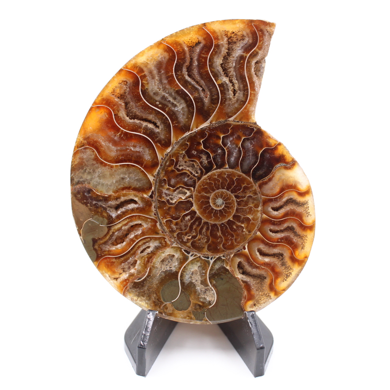 Fossile di ammonite lucido