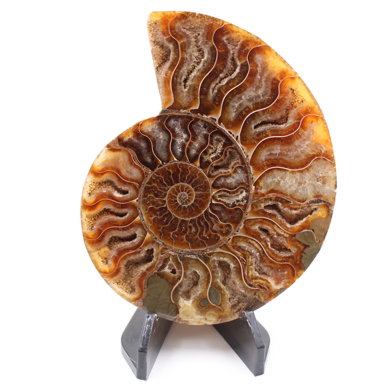 Fossile di ammonite lucido