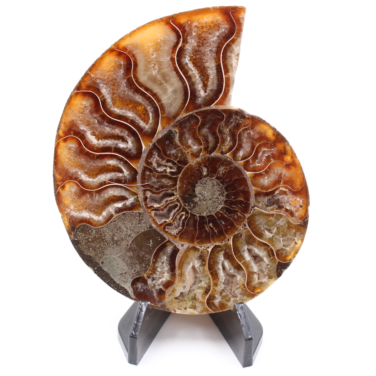 Fossile di ammonite lucido