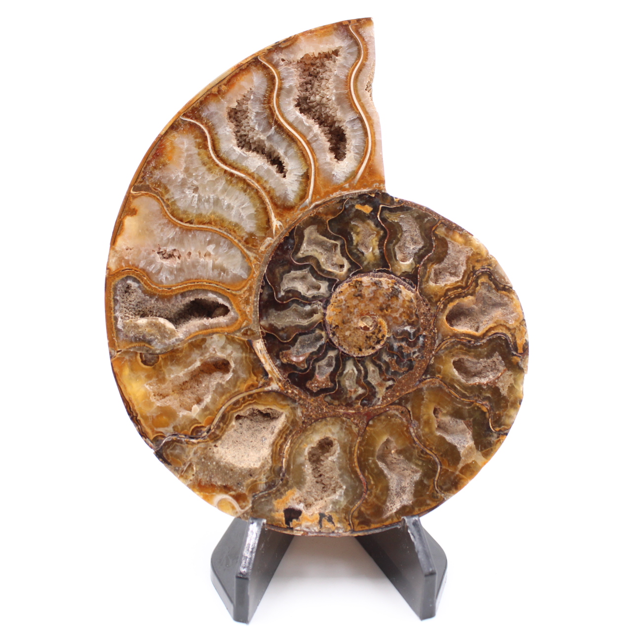 Fossile di ammonite lucido