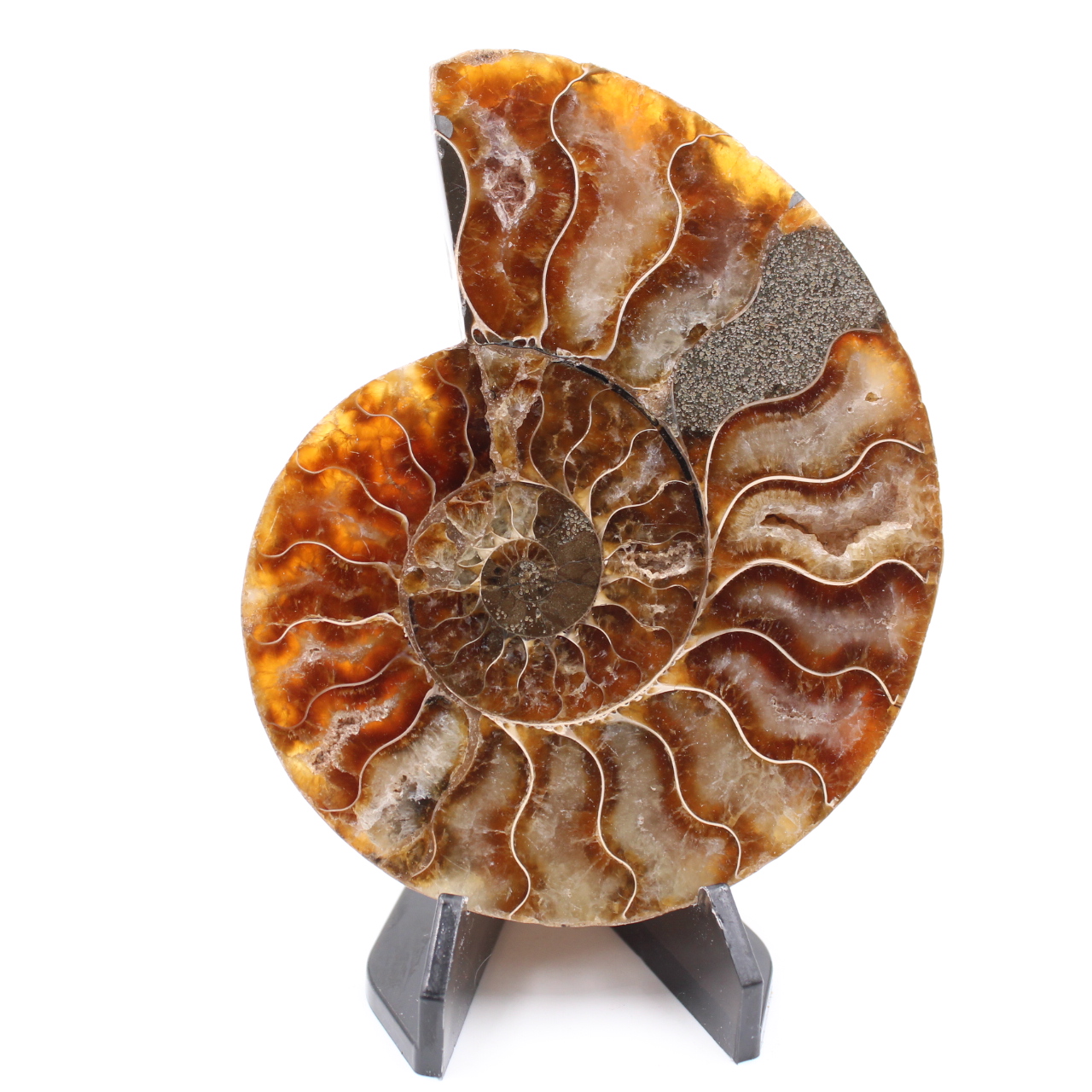 Fossile di ammonite lucido