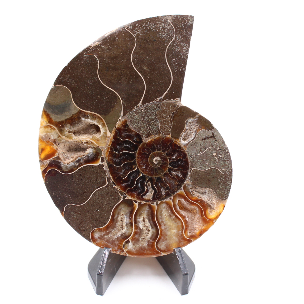 Fossile di ammonite lucido