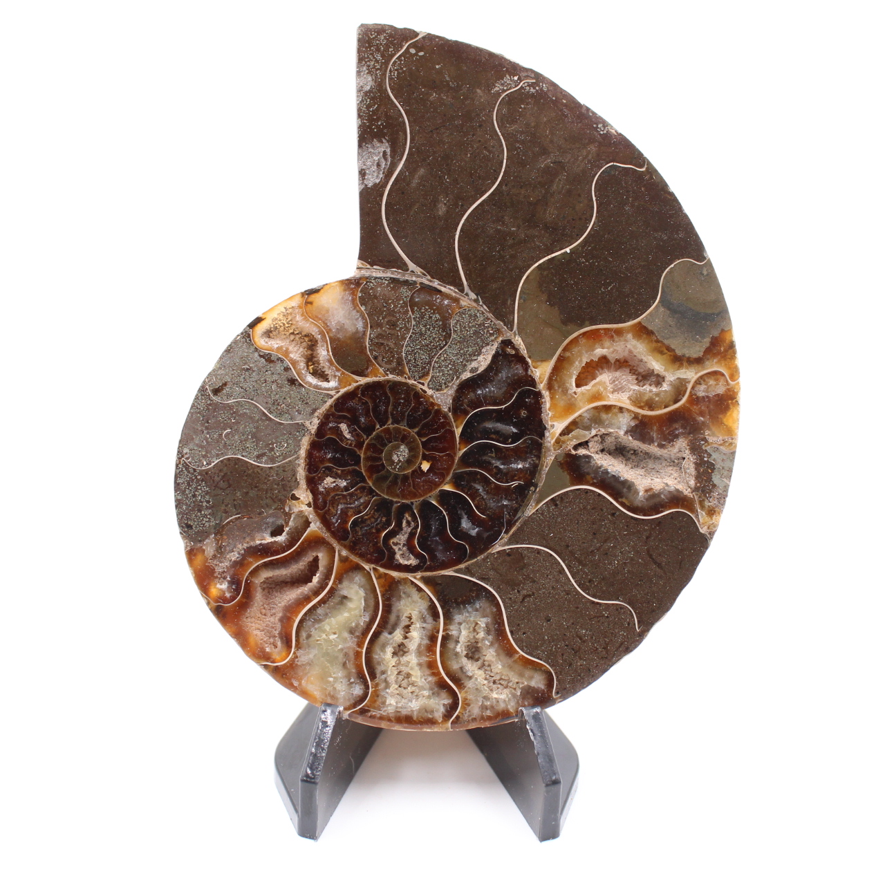 Fossile di ammonite lucido