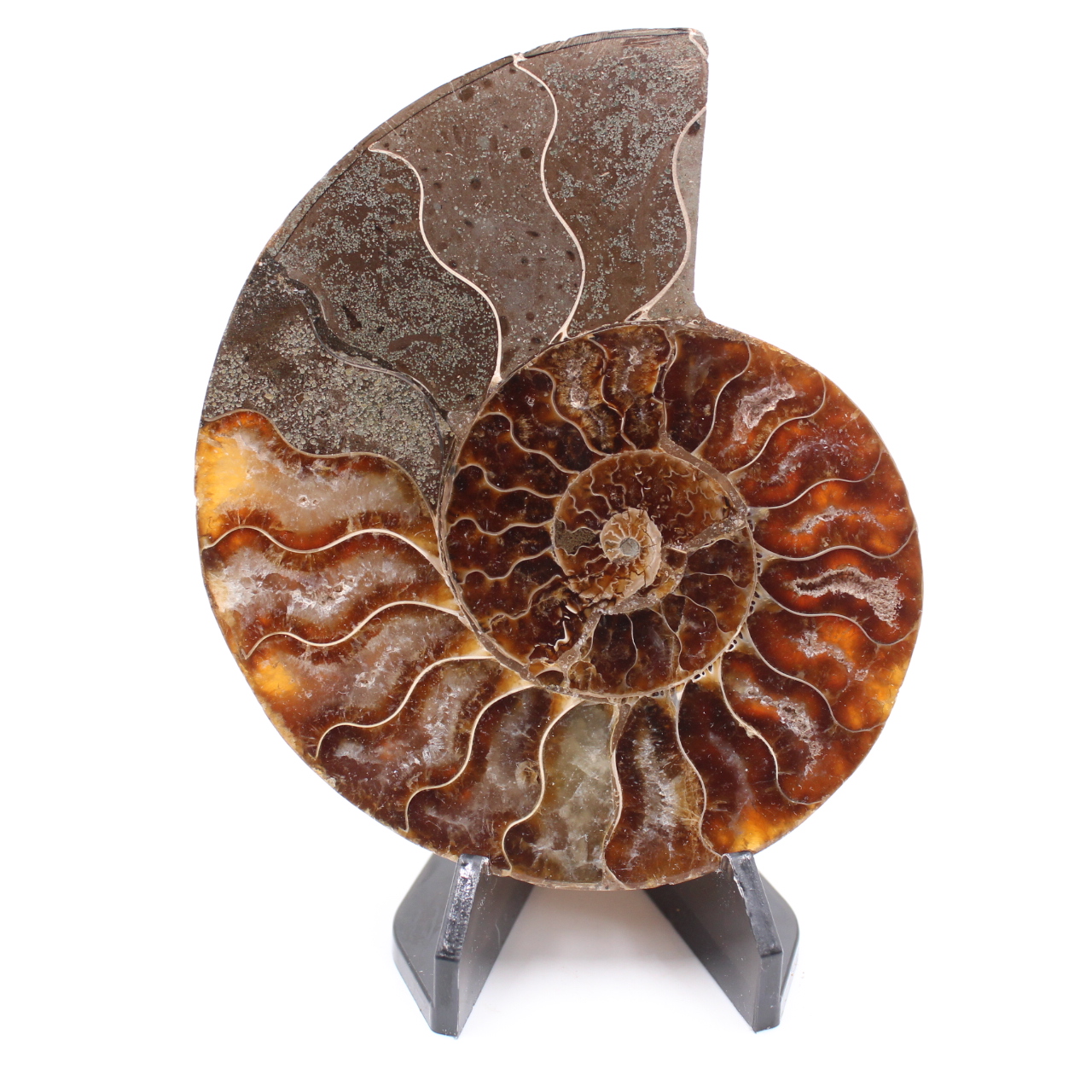 Fossile di ammonite lucido