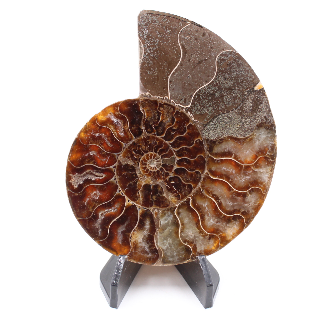 Fossile di ammonite lucido