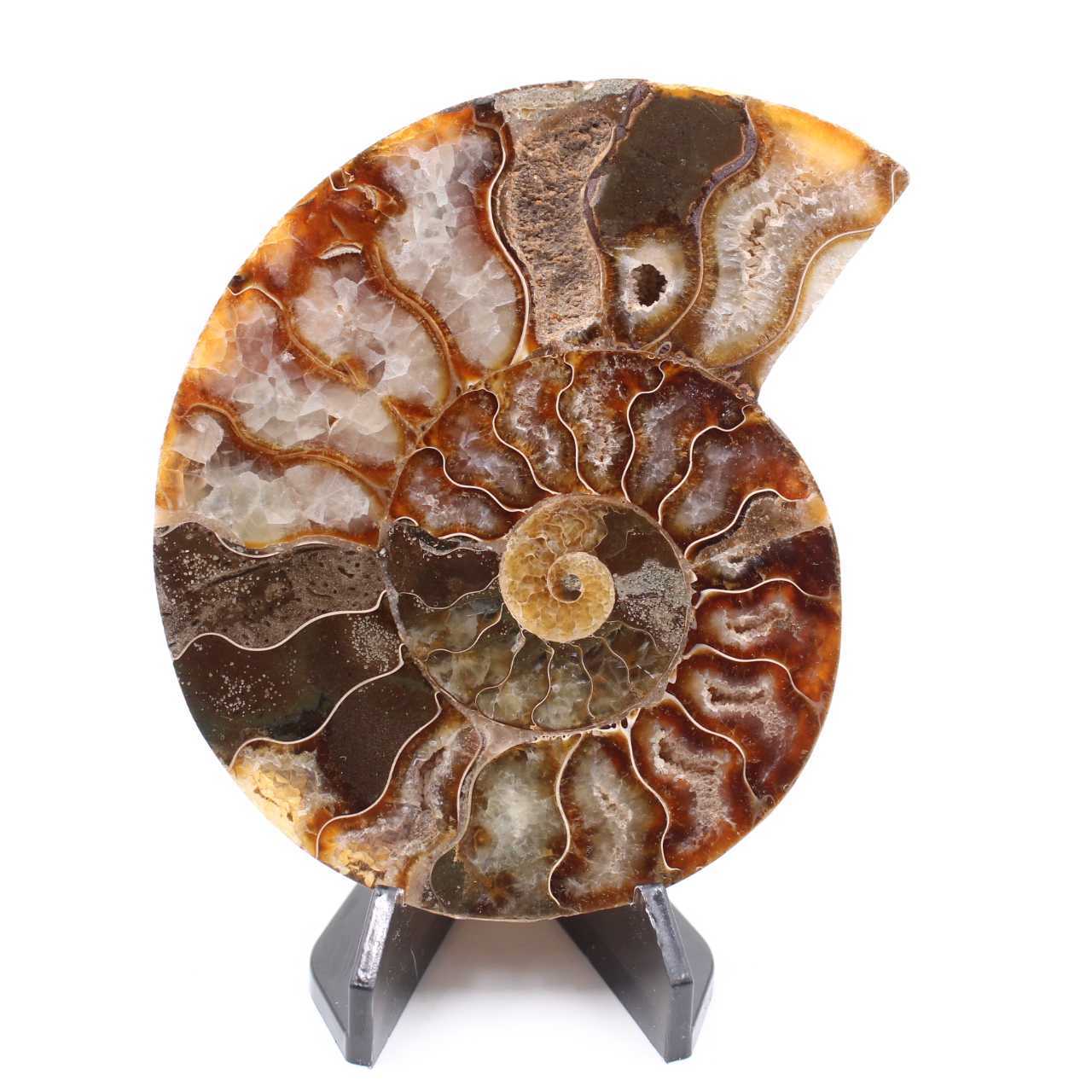 Fossile di ammonite lucido