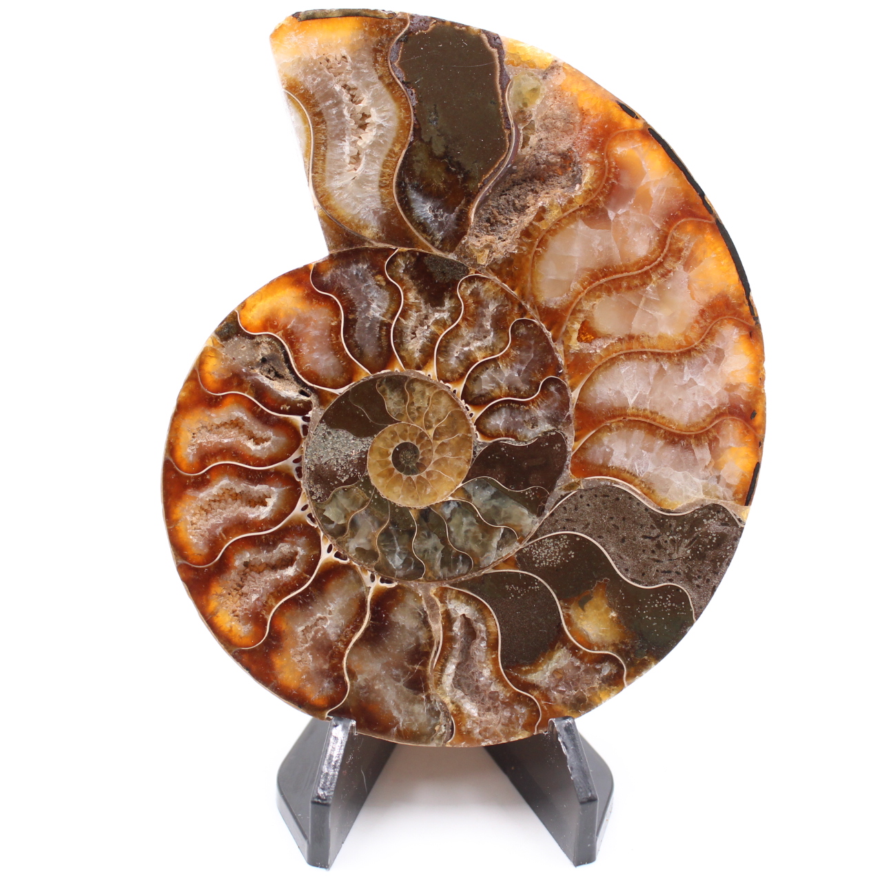 Fossile di ammonite lucido