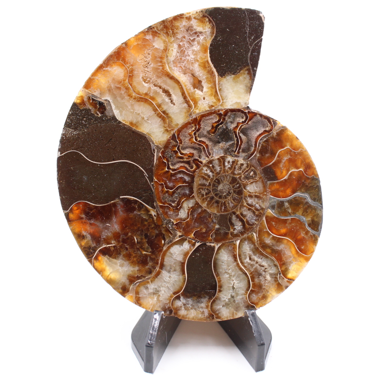 Fossile di ammonite lucido