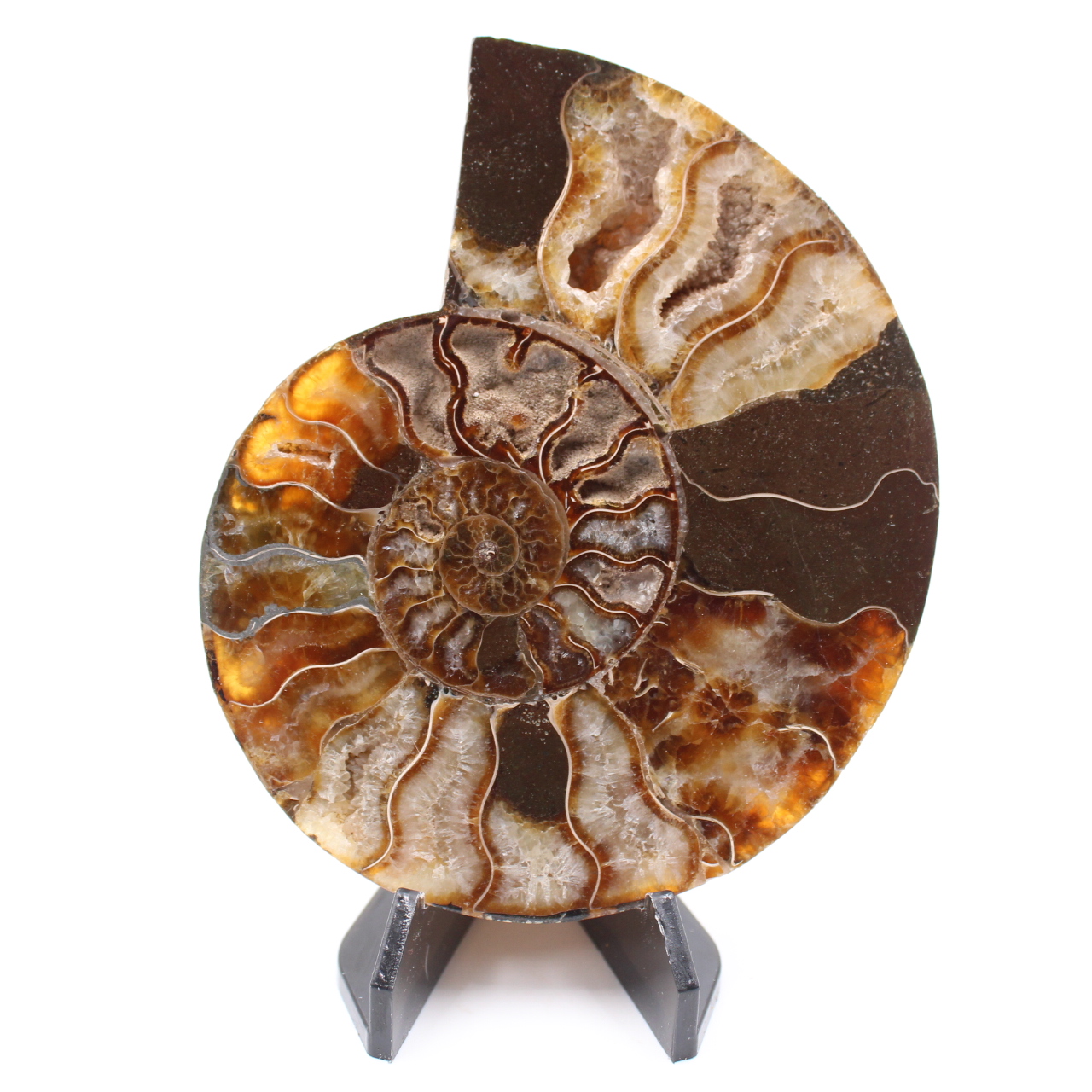 Fossile di ammonite lucido