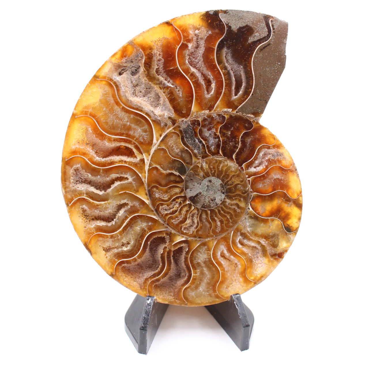 Fossile di ammonite lucido