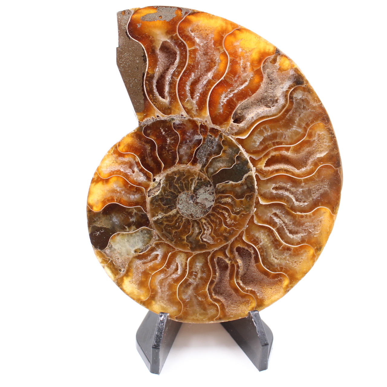 Fossile di ammonite lucido