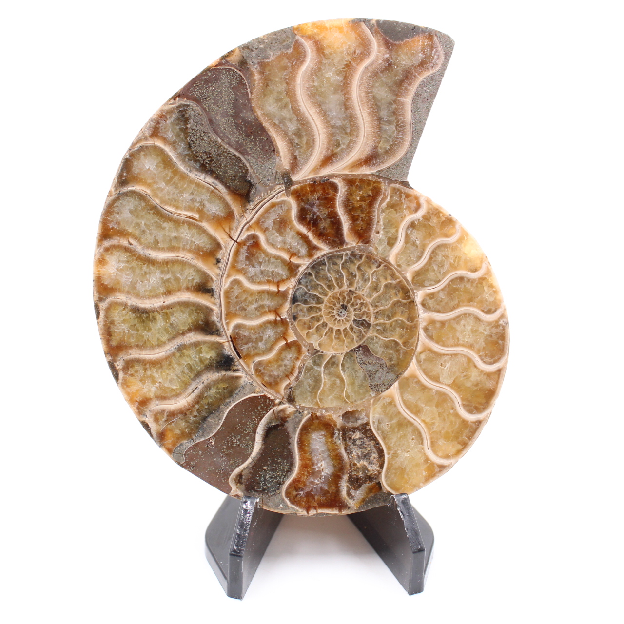 Fossile di ammonite lucido