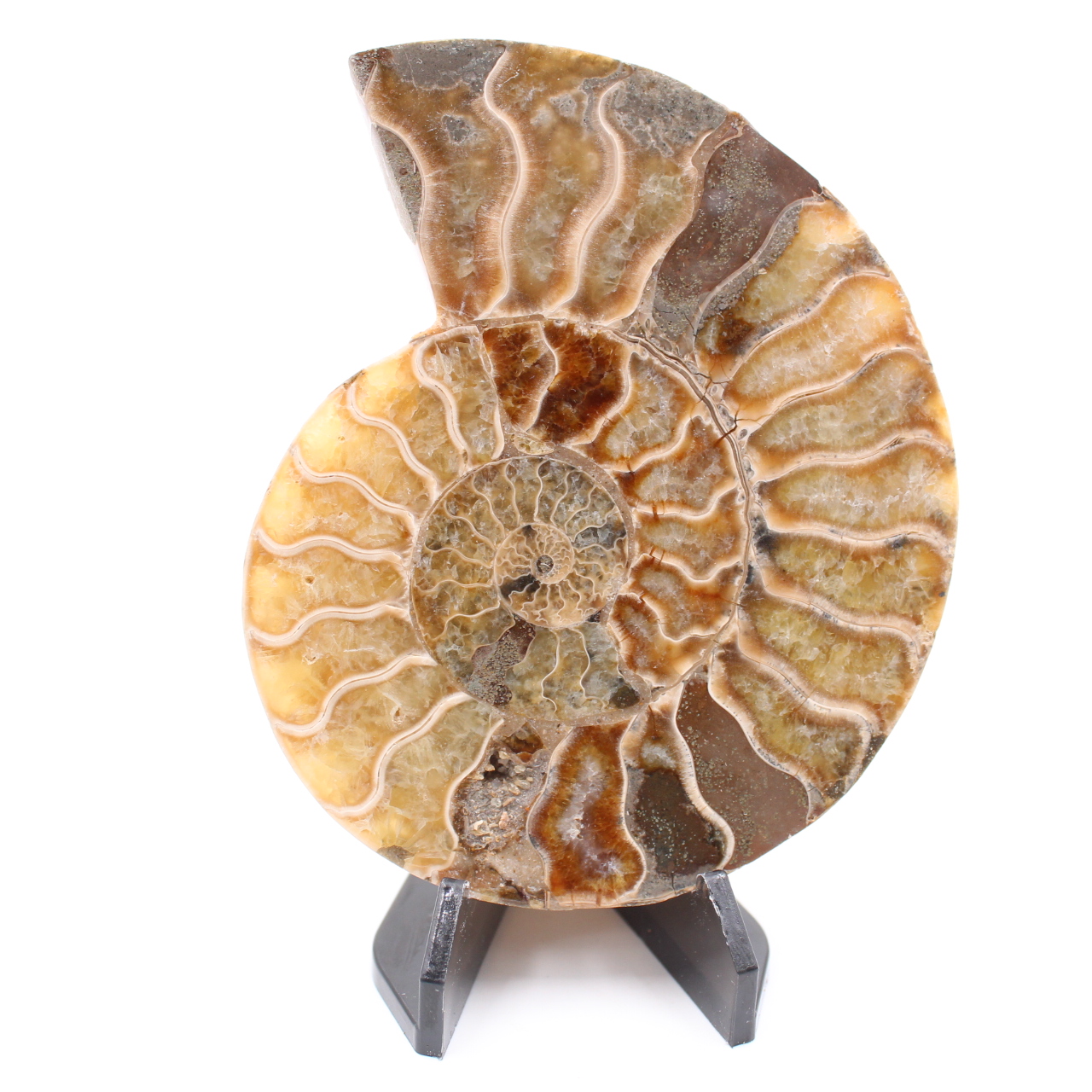 Fossile di ammonite lucido