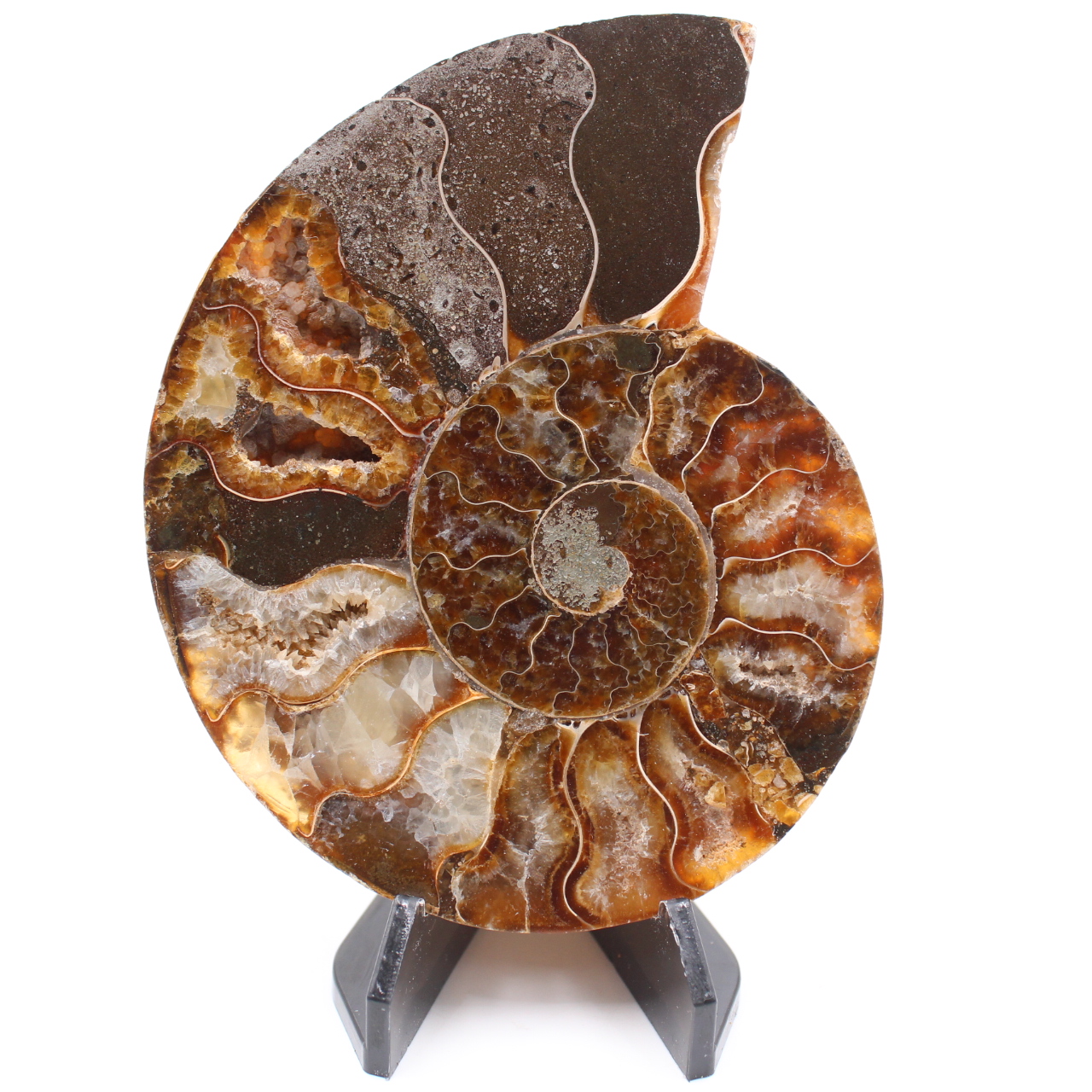 Fossile di ammonite lucido