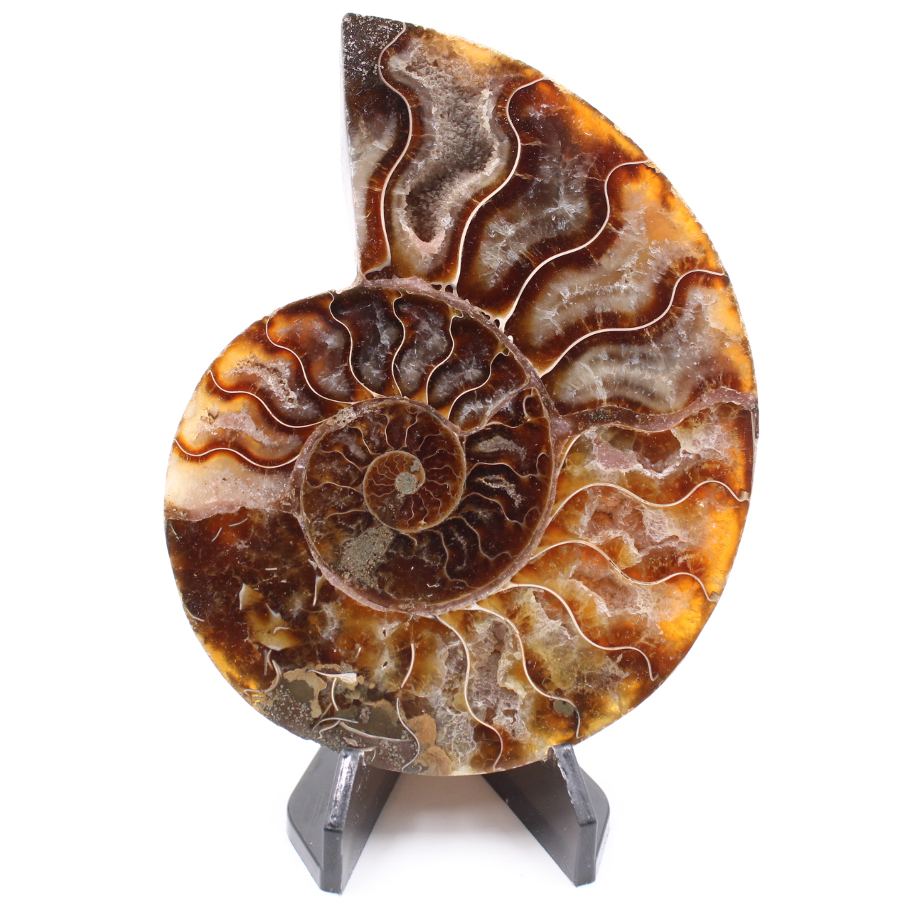 Fossile di ammonite lucido