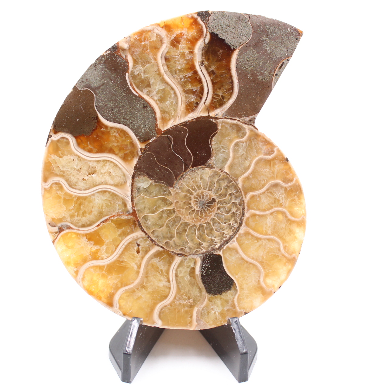 Fossile di ammonite lucido