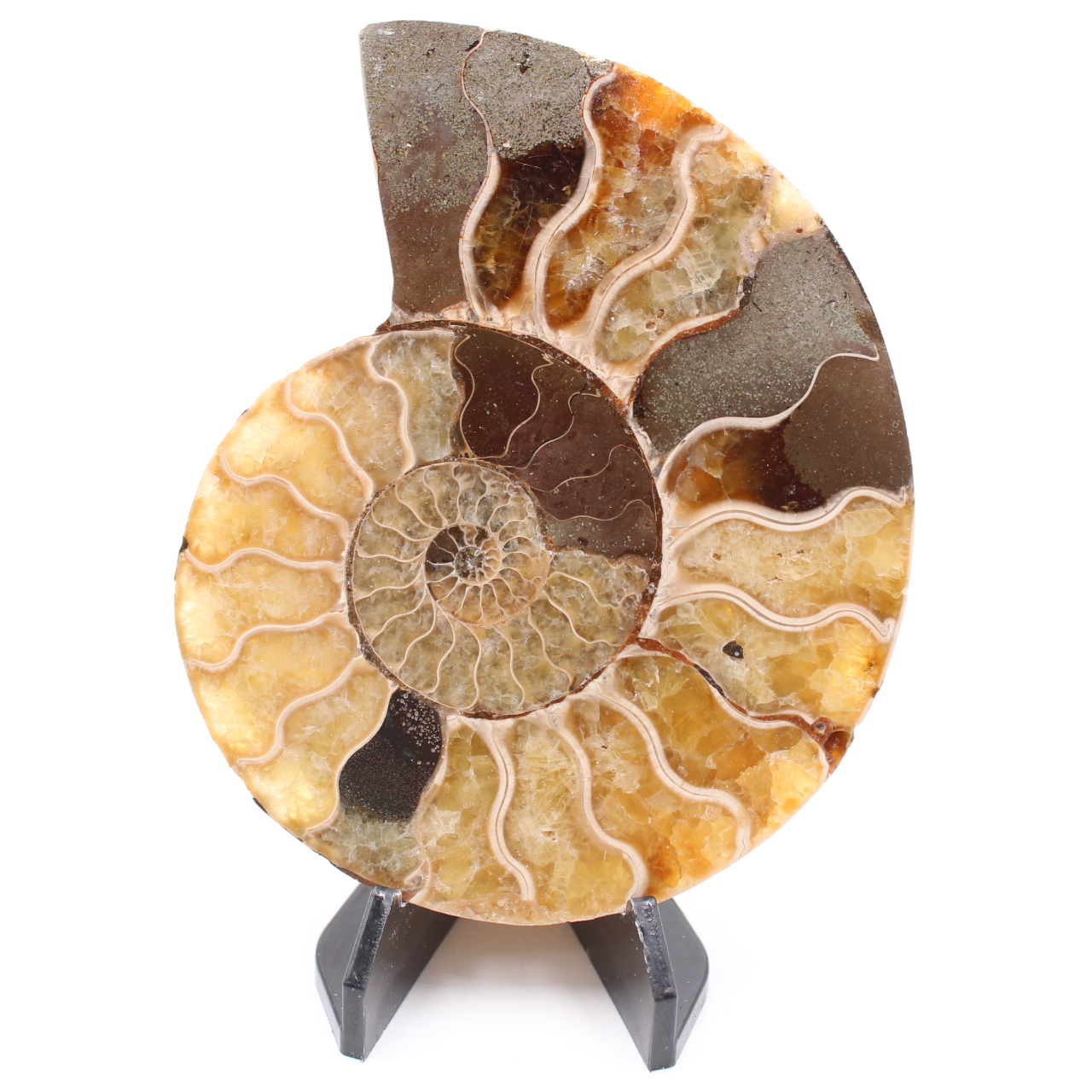 Fossile di ammonite lucido